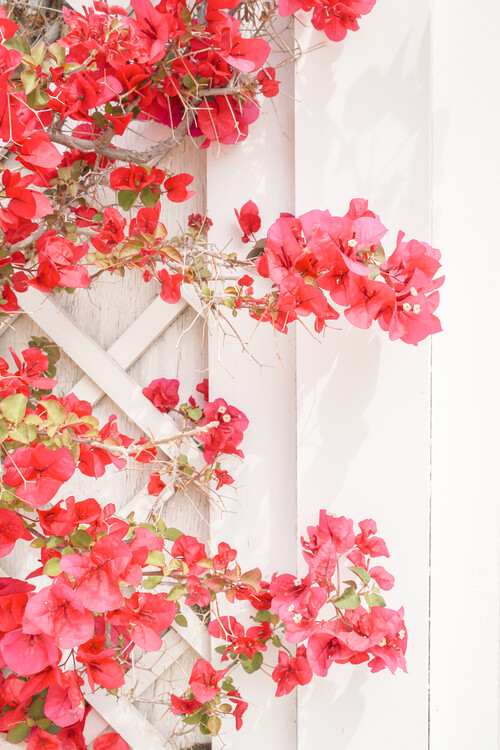 Poster Bougainvillea