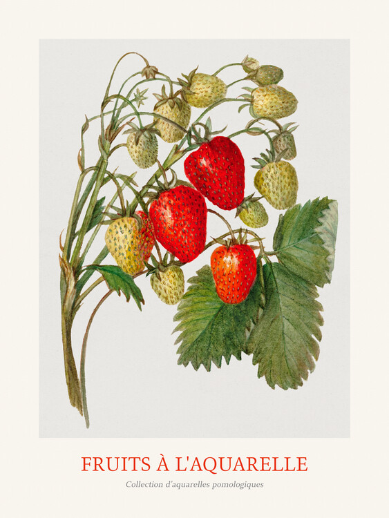 Poster Strawberries (Watercolour Kitchen Fruit)