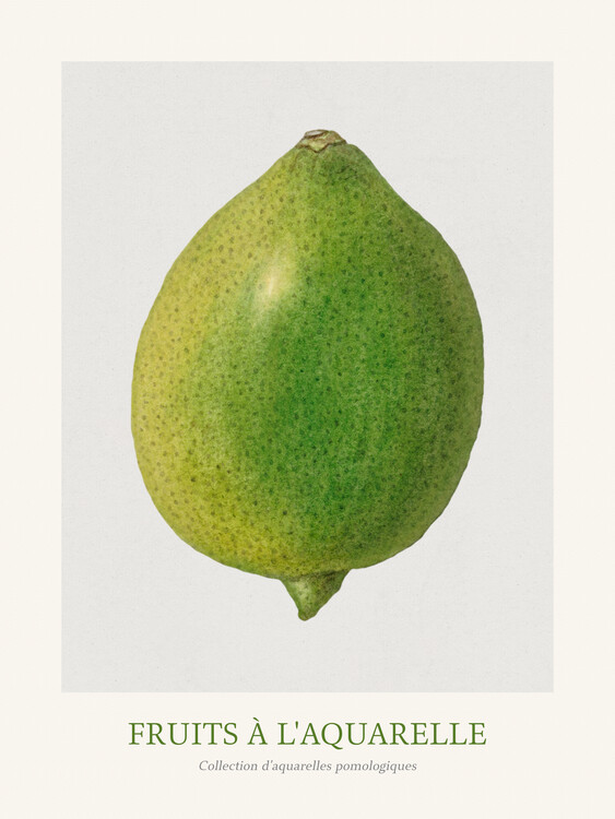 Poster Lime (Watercolour Kitchen Fruit)