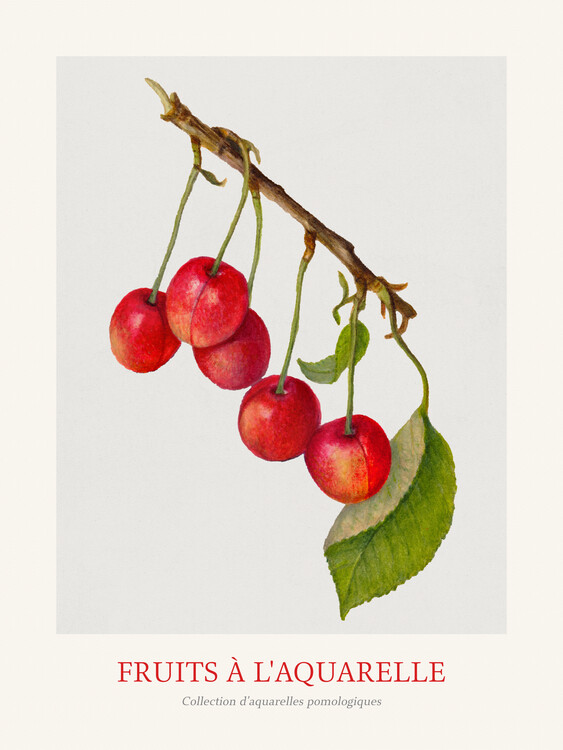 Poster Cherries (Watercolour Kitchen Fruit)
