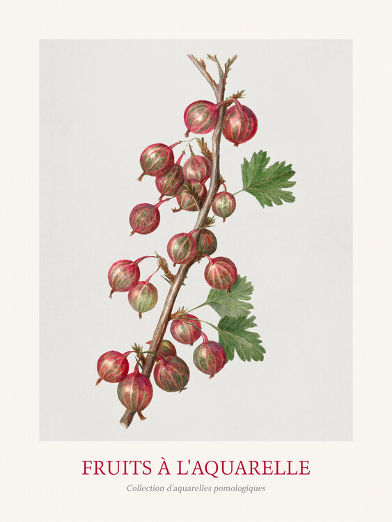 Poster Gooseberries (Watercolour Kitchen Fruit)
