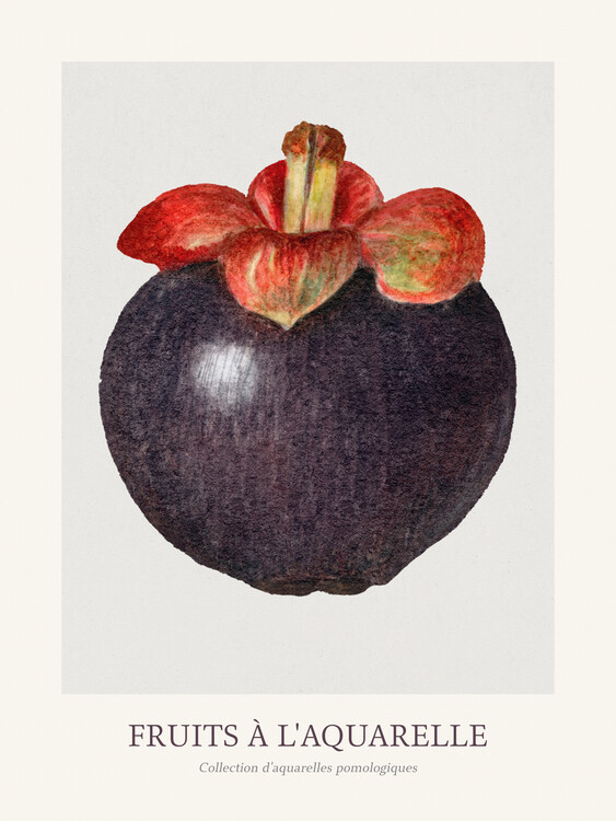 Poster Mangosteen (Watercolour Kitchen Fruit)