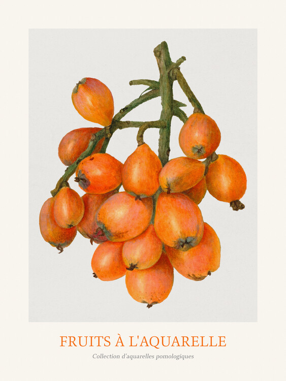 Poster Loquat (Watercolour Kitchen Fruit)