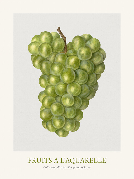 Poster Green Grapes (Watercolour Kitchen Fruit)