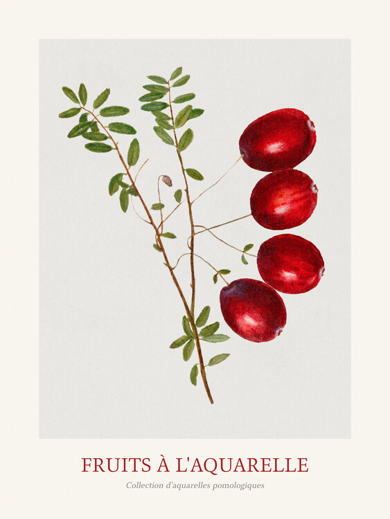 Poster Cranberries (Watercolour Kitchen Fruit)