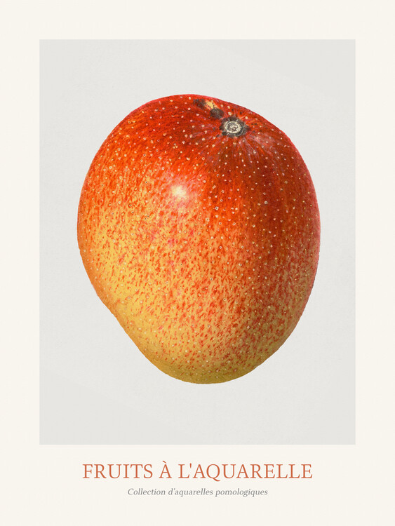Poster Mango (Watercolour Kitchen Fruit)