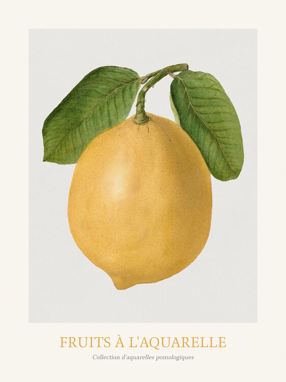 Poster Lemon (Watercolour Kitchen Fruit)