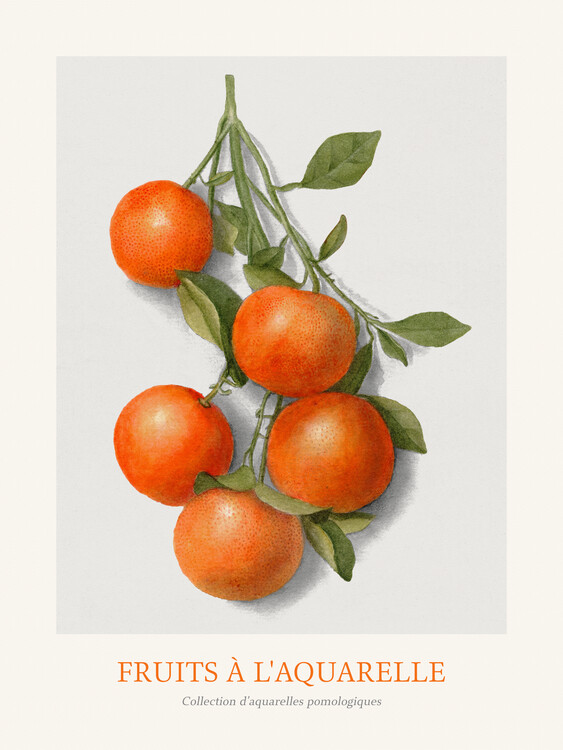 Poster Oranges (Watercolour Kitchen Fruit)