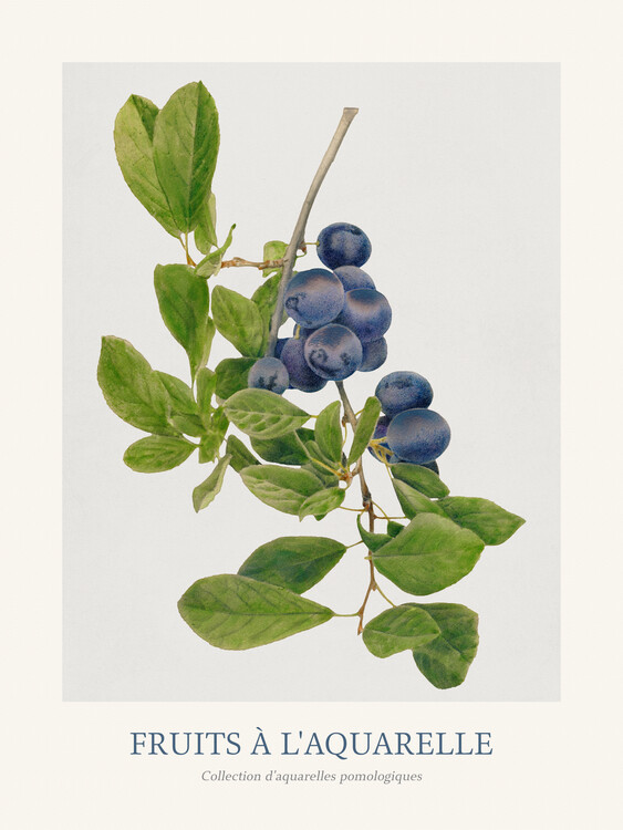 Poster Plums (Watercolour Kitchen Fruit)