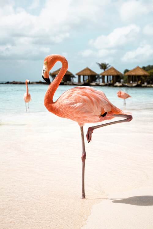 Poster Pink Flamingo