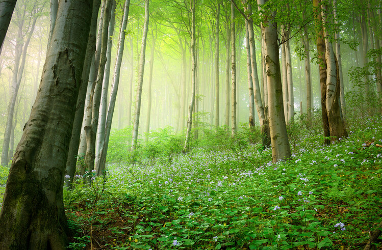 Poster Magic forest 8