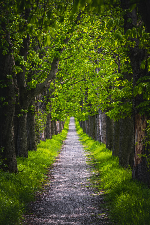 Poster Chestnut avenue