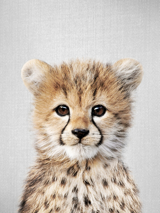 Poster Baby Cheetah