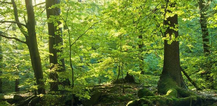 Poster Spring Forrest