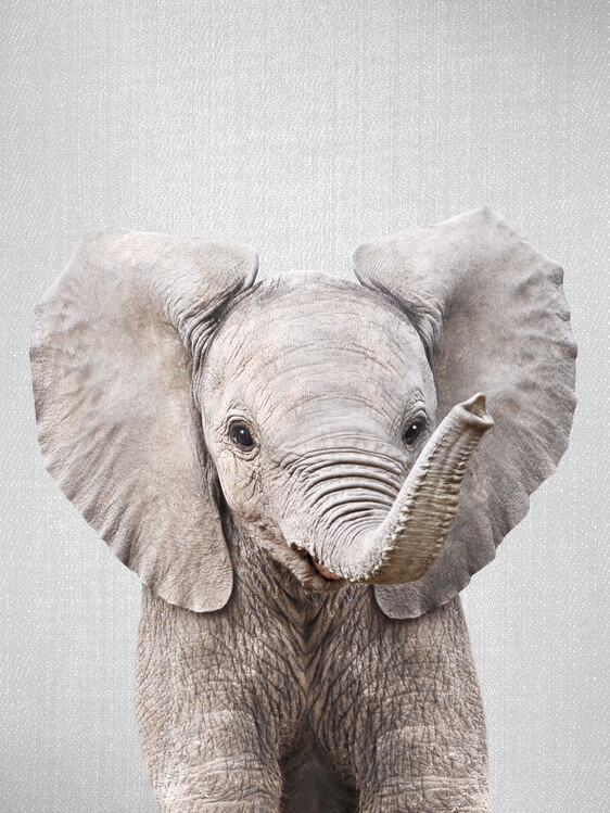 Poster Baby Elephant