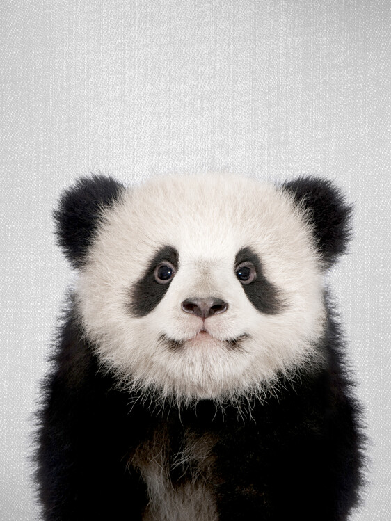 Bilde på lerret Baby Panda Bear