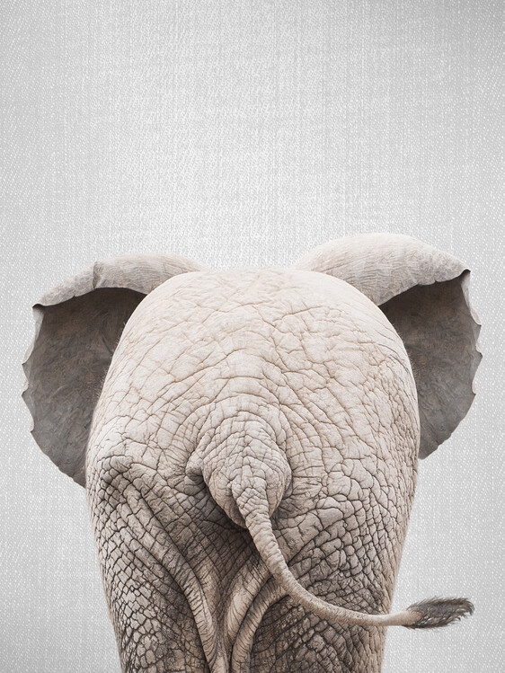 Poster Baby Elephant Tail
