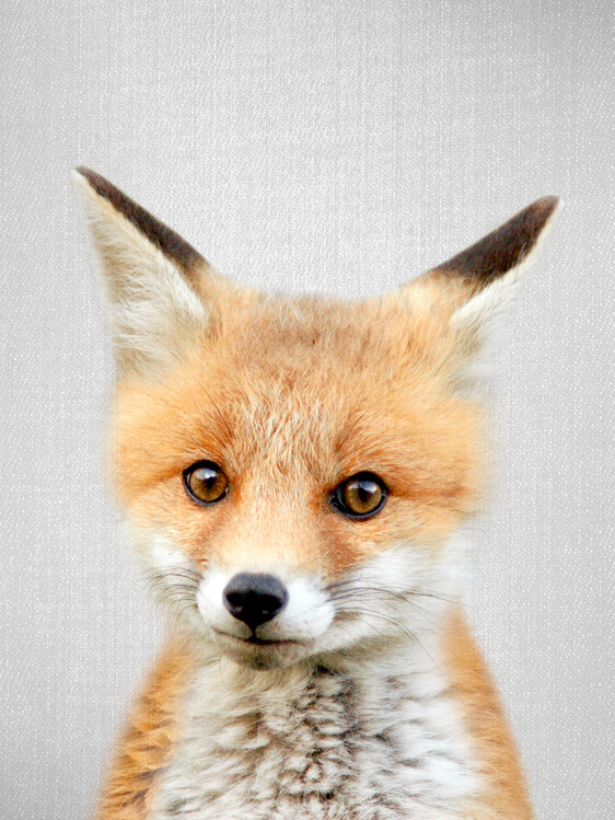 Poster Baby Fox