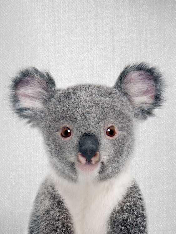 Plakát Baby Koala