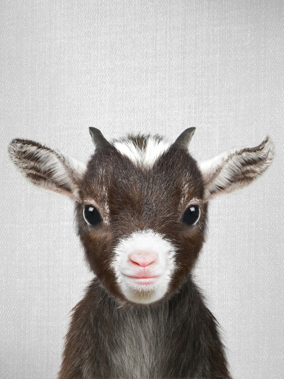 Αφίσα Baby Goat