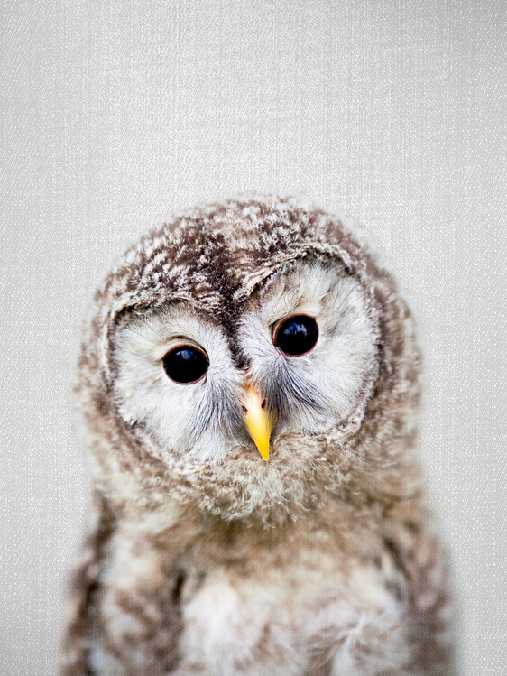 Poster Baby Owl