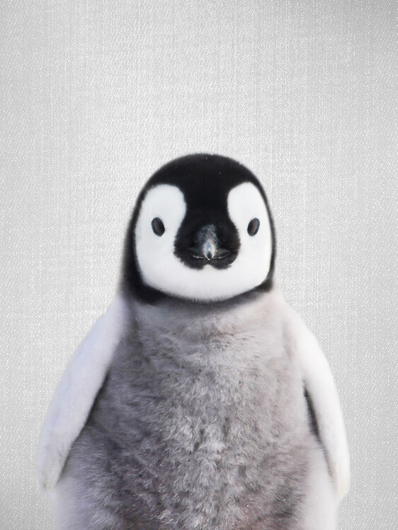 Poster Baby Penguin