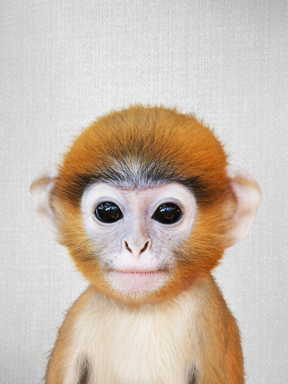 Αφίσα Baby Monkey