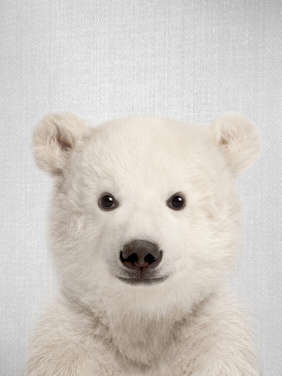 Poster Baby Polar Bear