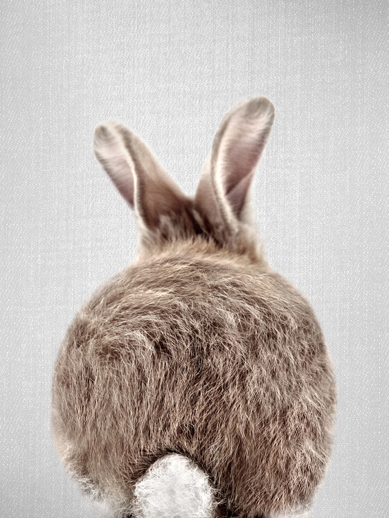 Plakat Baby Rabbit Tail