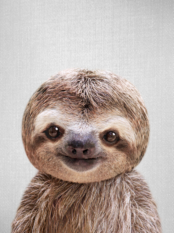 Plakat Baby Sloth