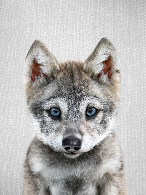 Poster Baby Wolf