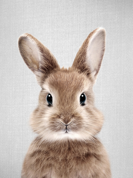 Poster Baby Rabbit