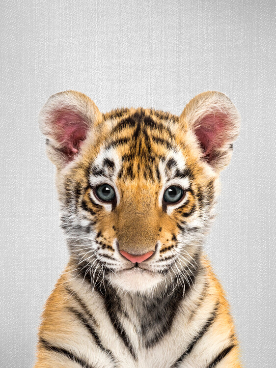 Poster Baby Tiger