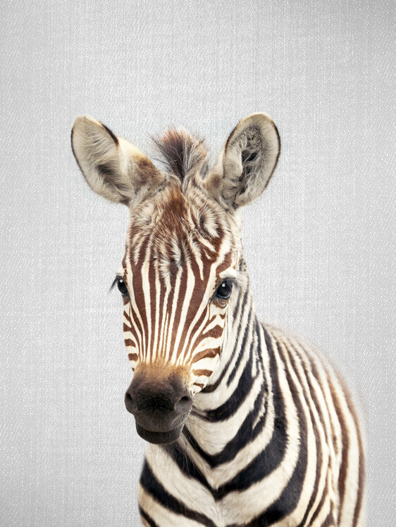 Αφίσα Baby Zebra