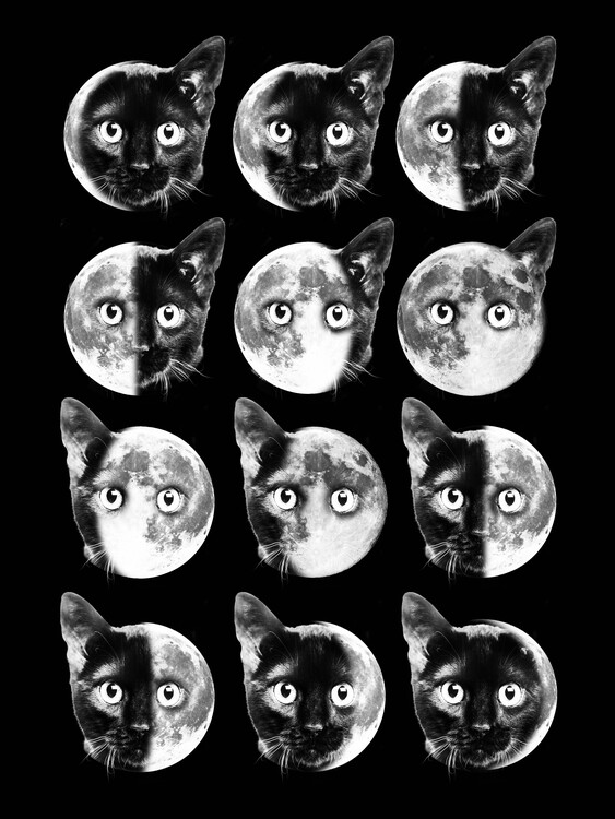 Poster Cat Moon Phases