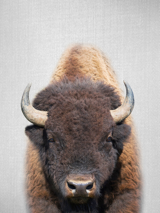 Obraz na plátne Buffalo