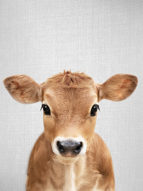 Αφίσα Calf
