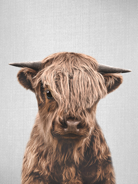 Плакат Highland Calf