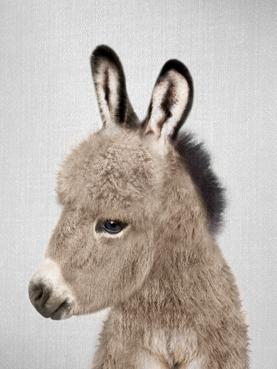 Canvas Print Donkey