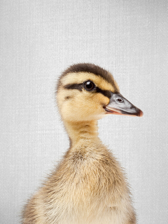 Plakát Duckling