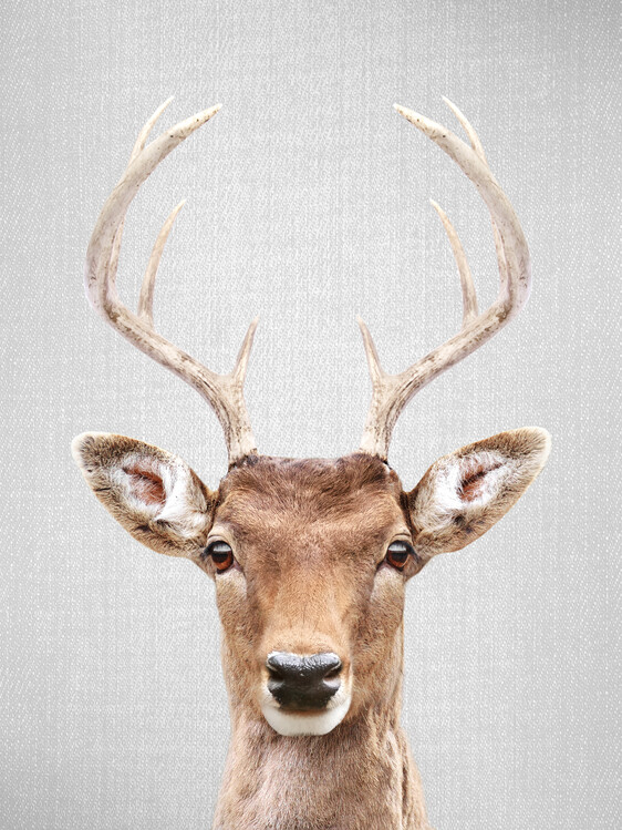 Plakát Deer 2