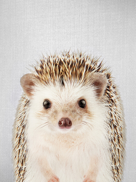 Αφίσα Hedgehog