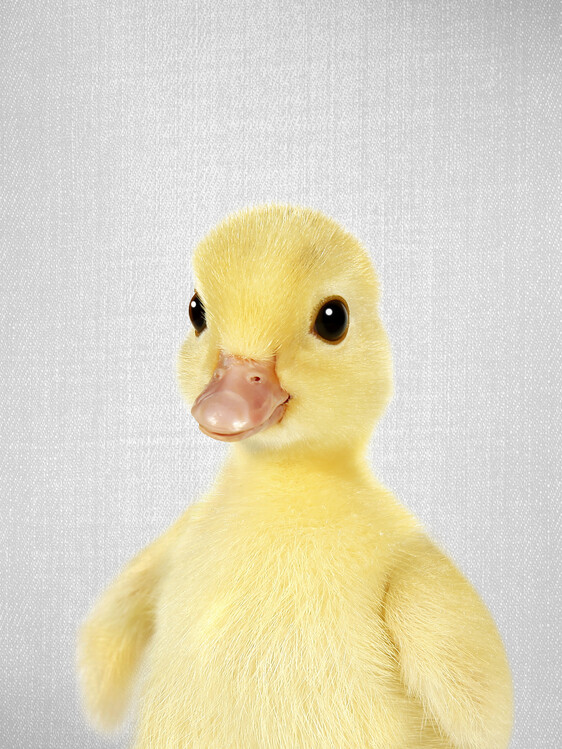 Плакат Duckling 2