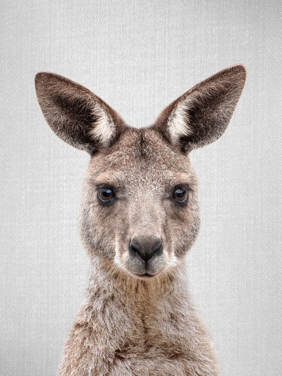 Принти на полотні Kangaroo
