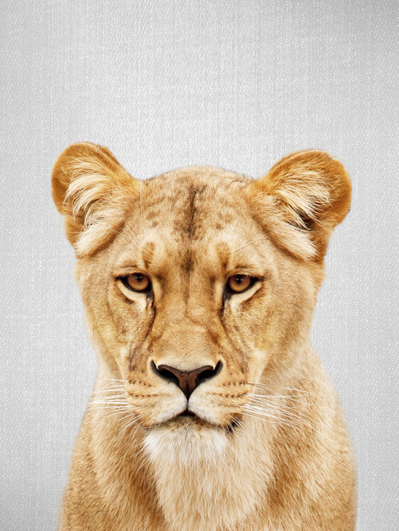Poster Lioness