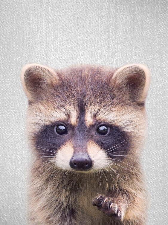 Poster Raccoon