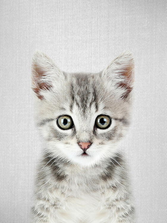 Poster Kitten