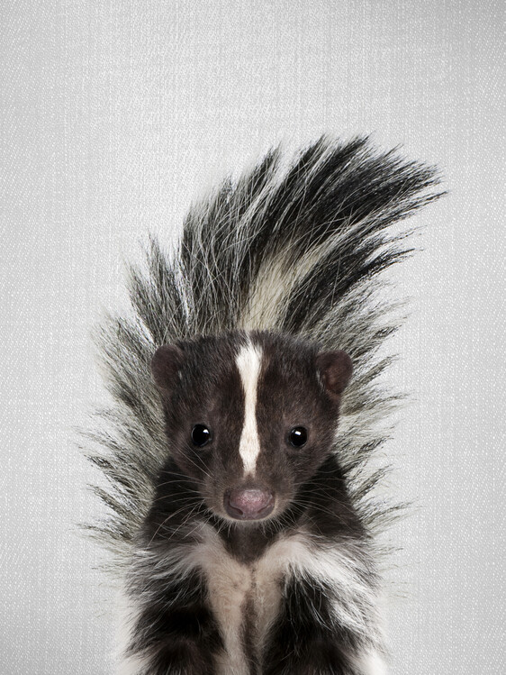 Принти на полотні Skunk