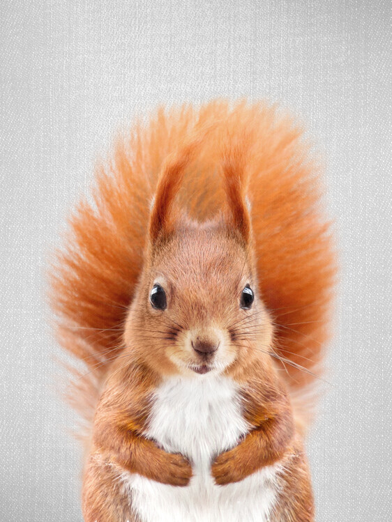Canvas Print Squirrel