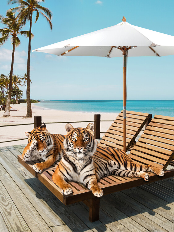 Poster Tigers Tan Time